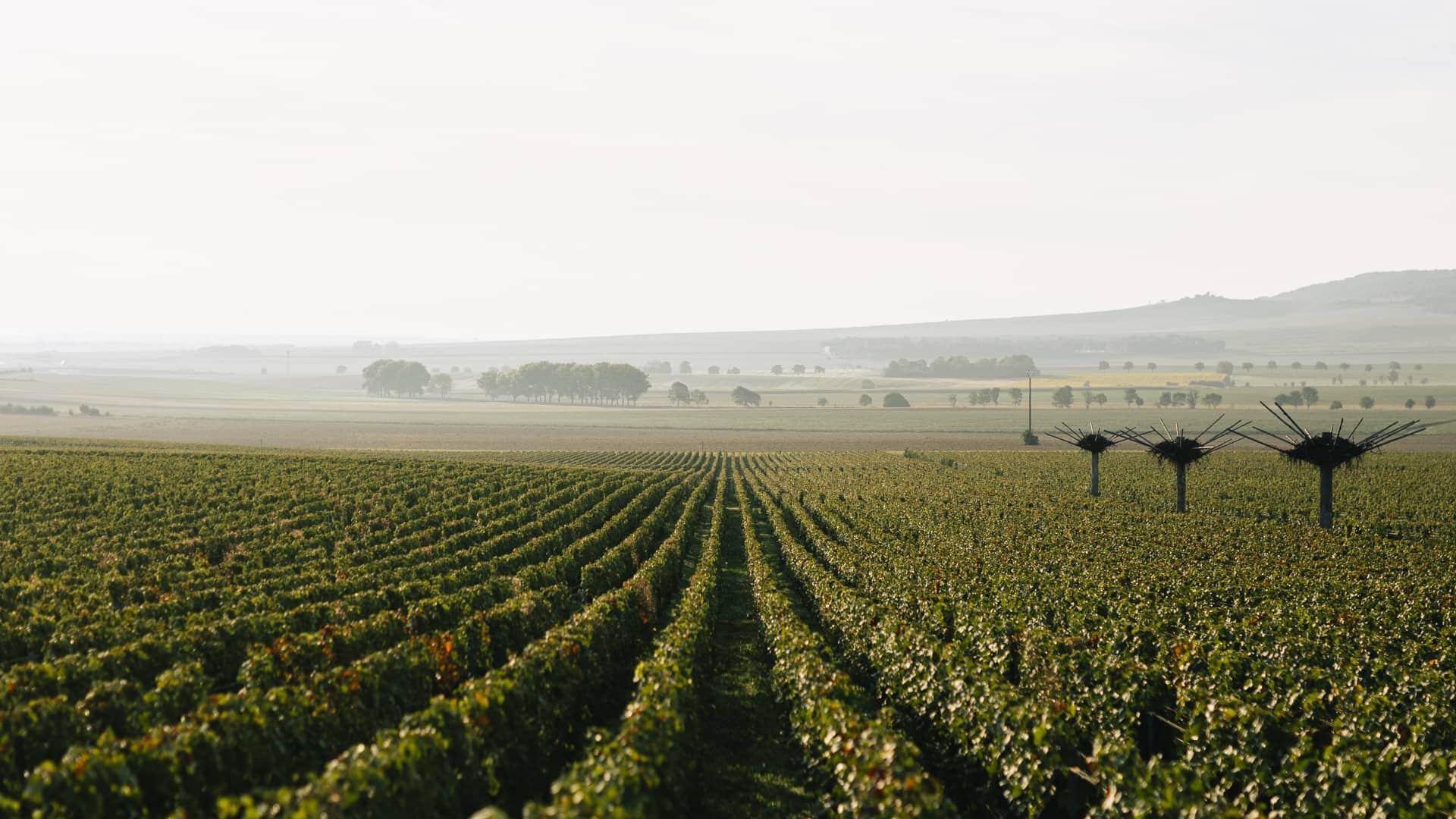 Image without a name