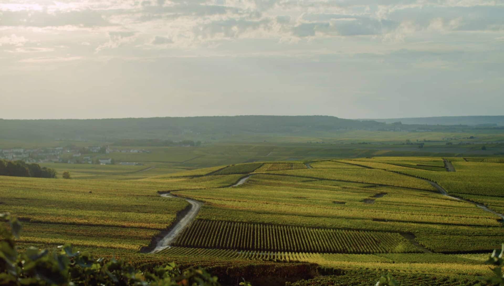 Vignoble Ruinart