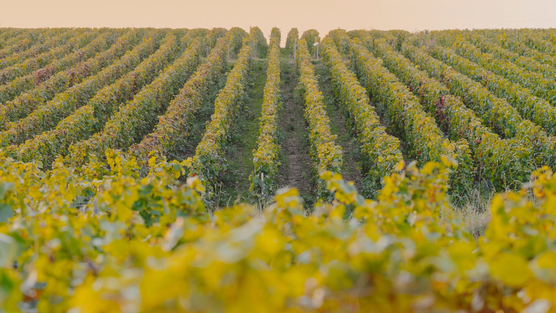 paysage cuvée blanc de blancs