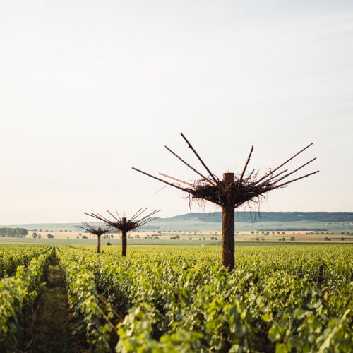 Image without a name