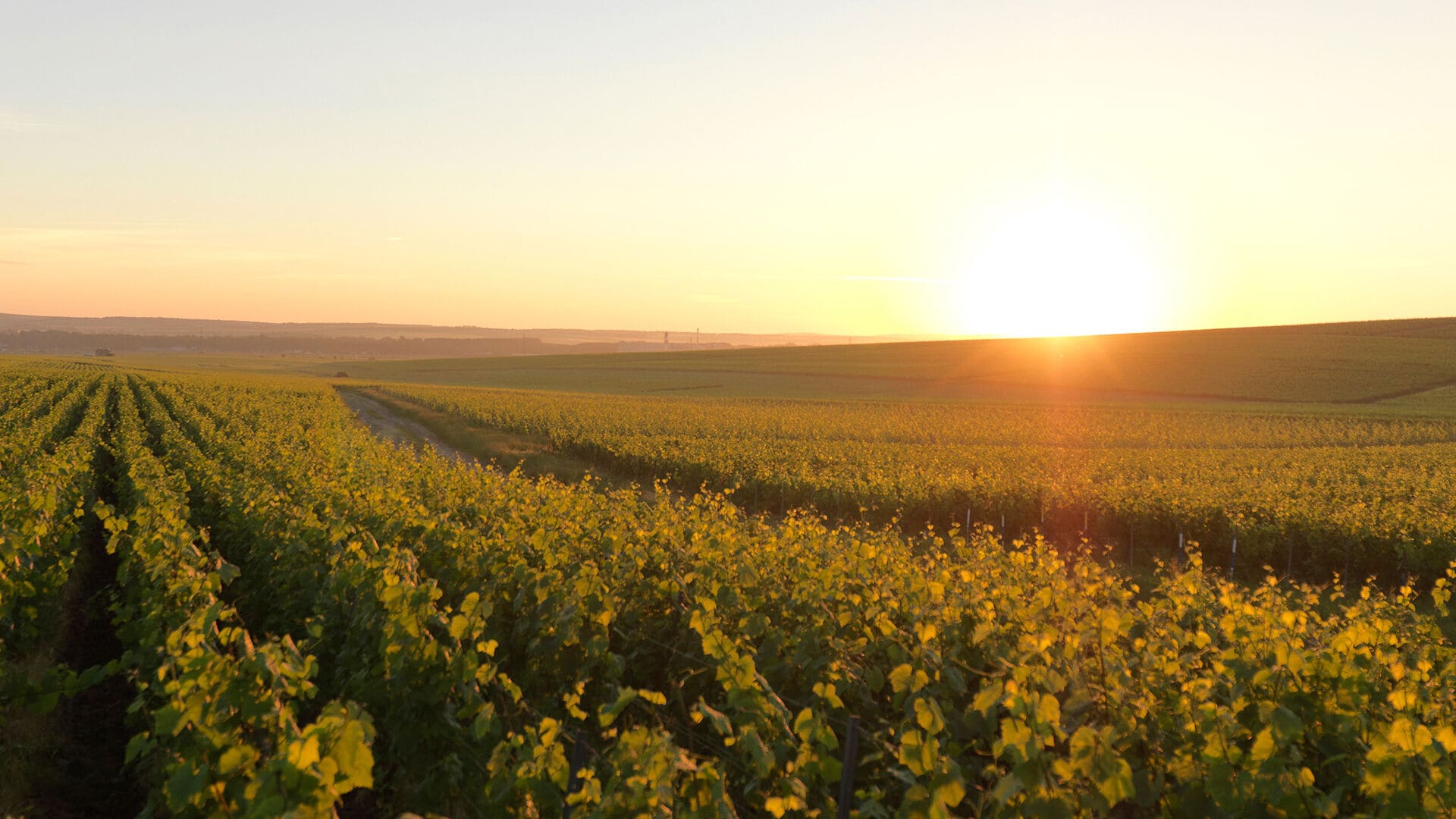 Ruinart Sommelier Challenge 