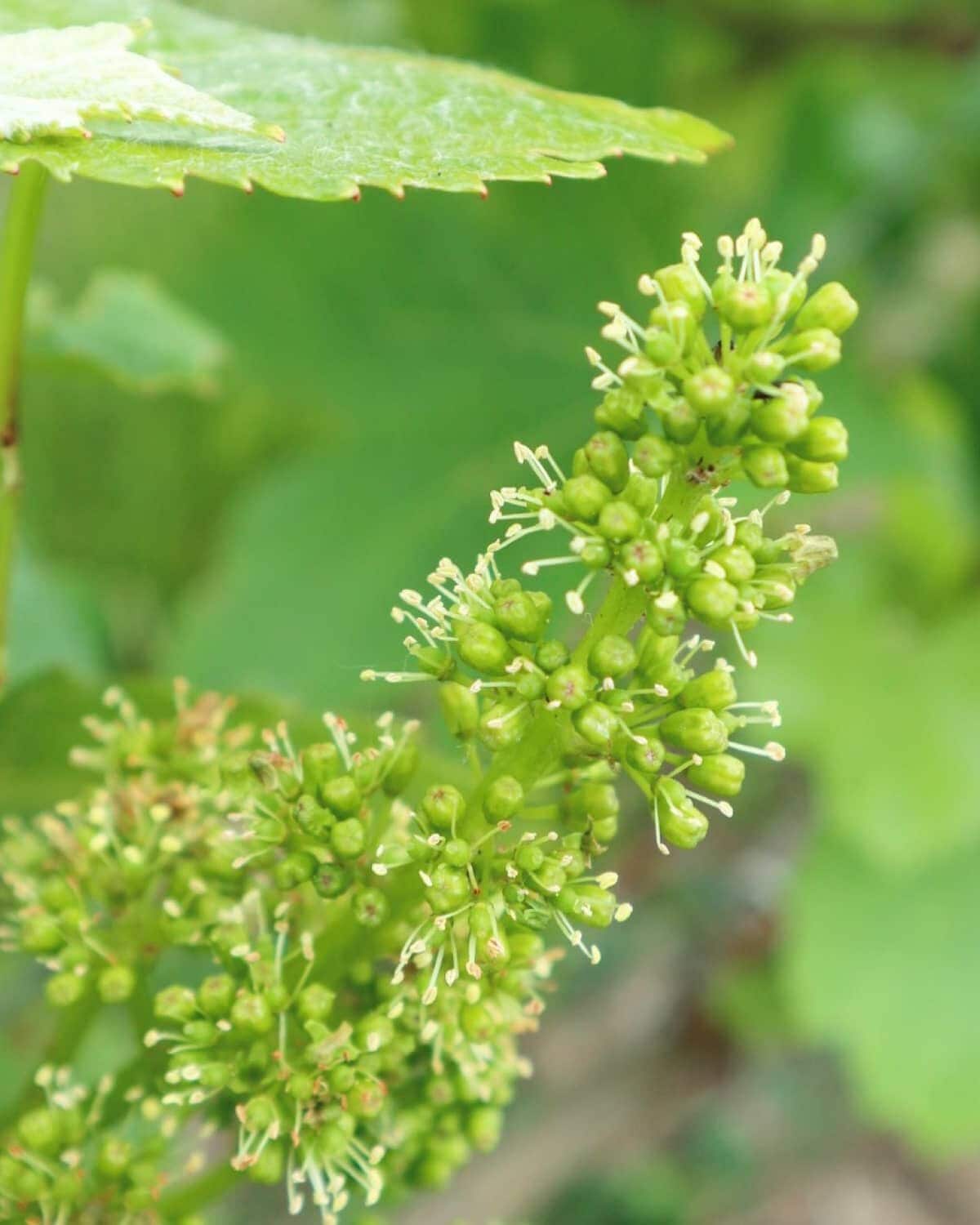 Image without a name