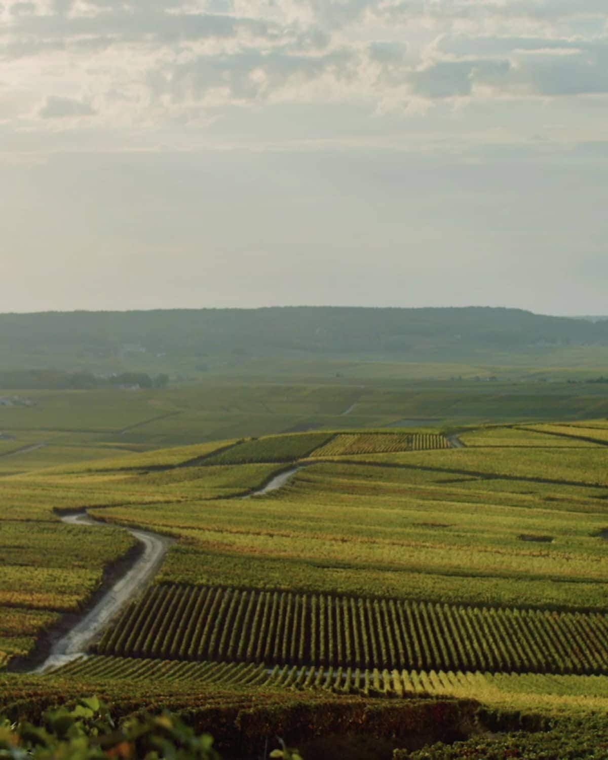 vista da drone dei vigneti vista da drone dei vigneti