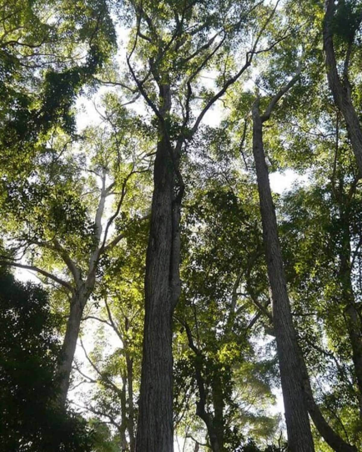 Forest Forest