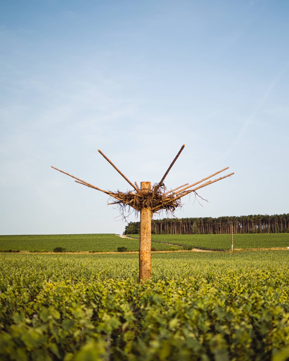 FAVORISER LA BIODIVERSITÉ