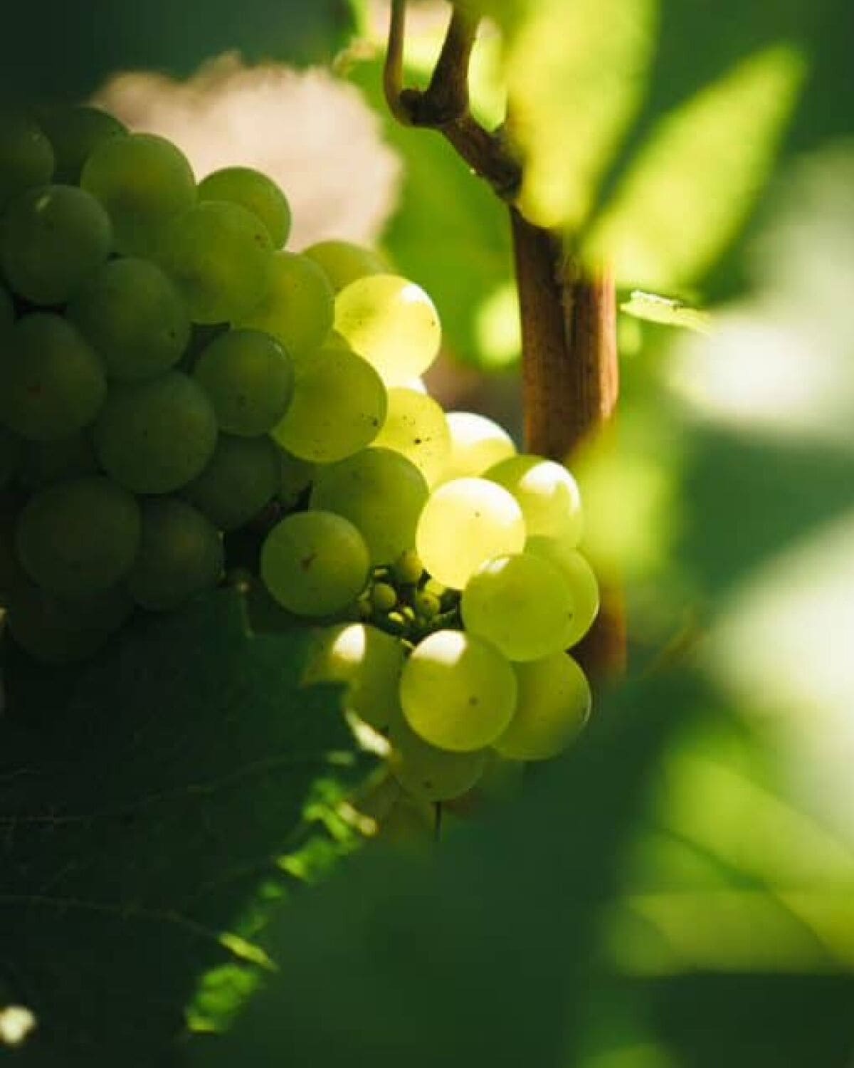 Image without a name