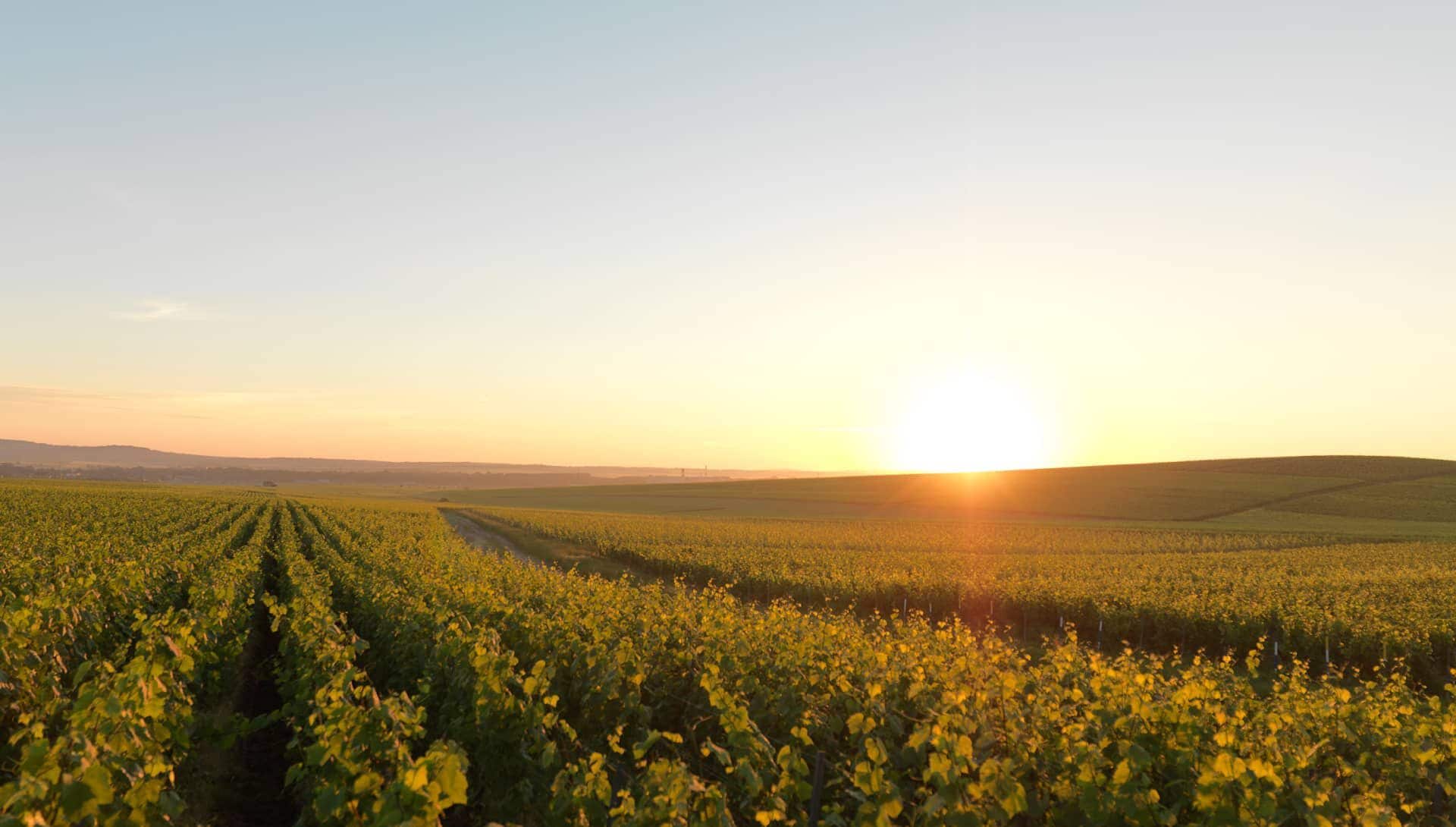 Vignoble Ruinart