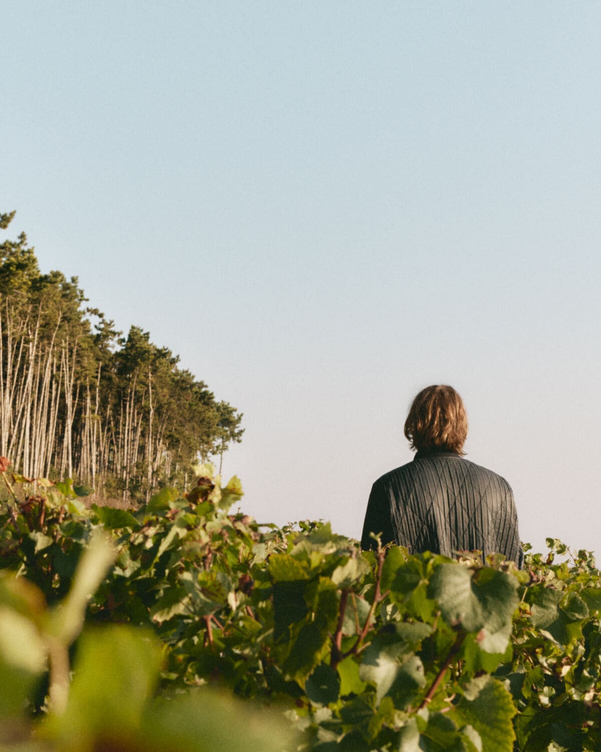 Ruinart Blanc de Blancs dans les vignes