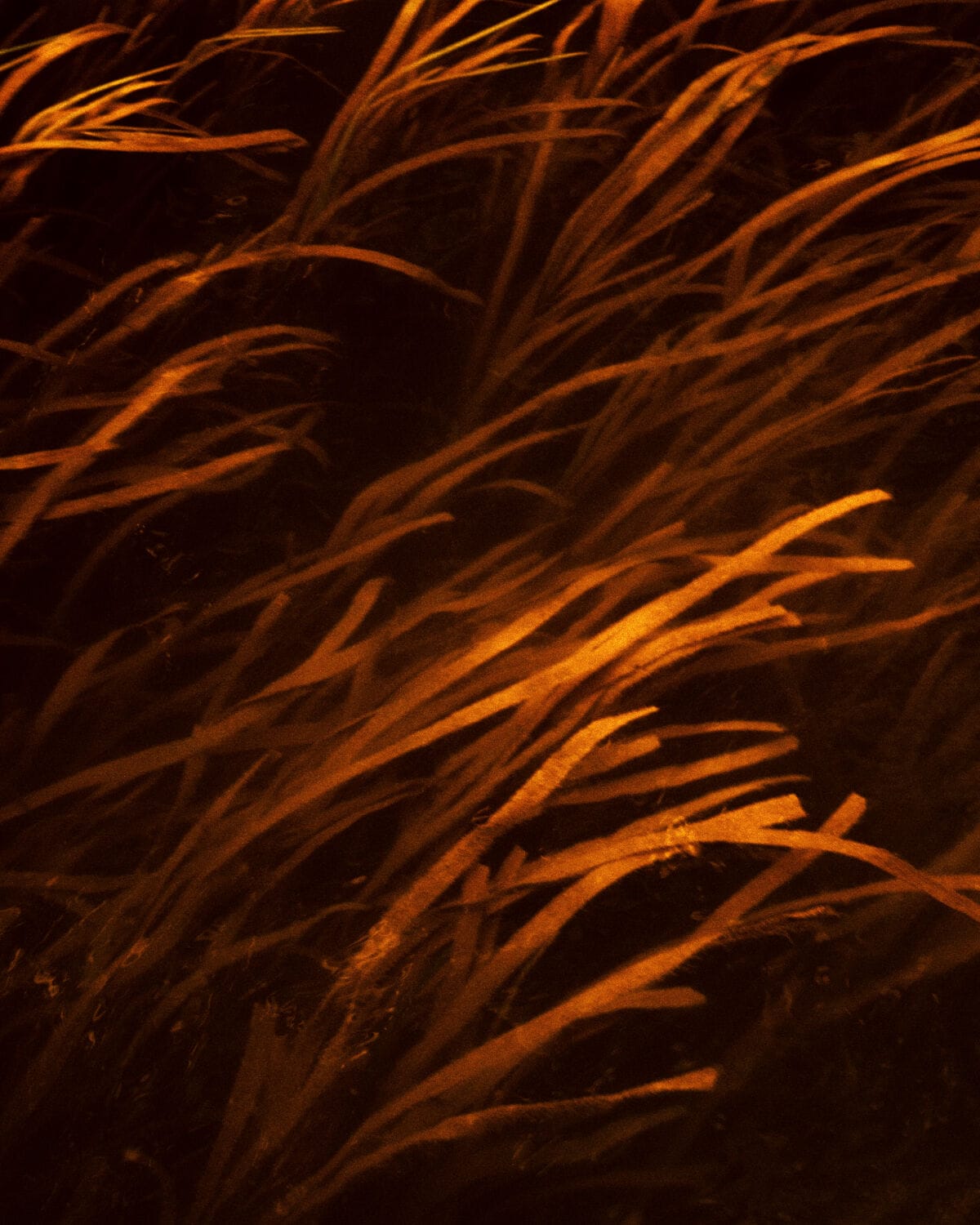 Image without a name