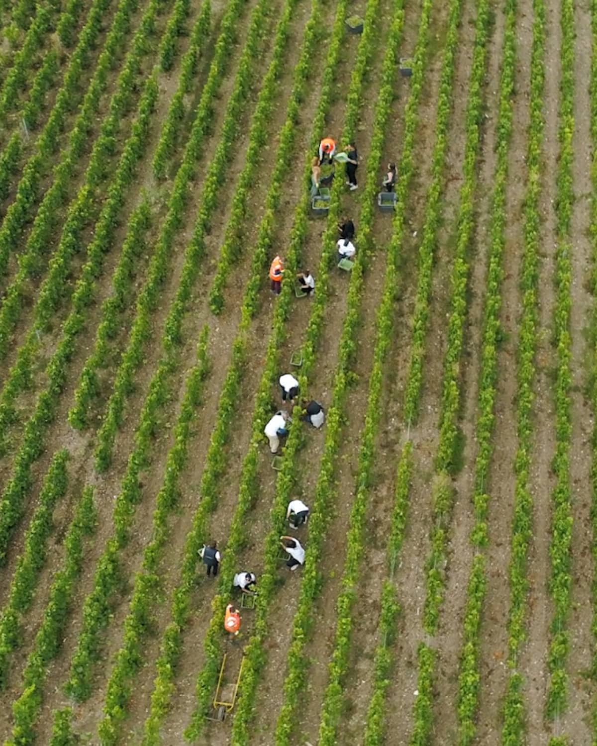 drone view of vineyards